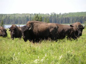 Bison_herd_-_Lake_Audy_-_Riding_Mountain_National_Park